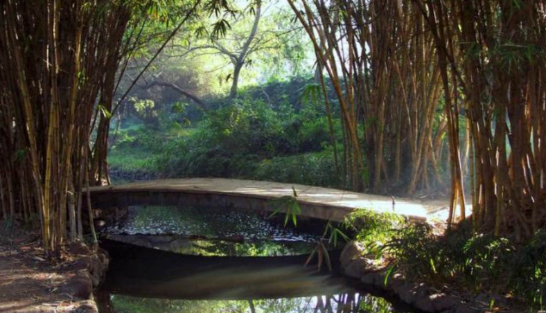 Osho Garden